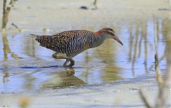 Buff-banded Rail